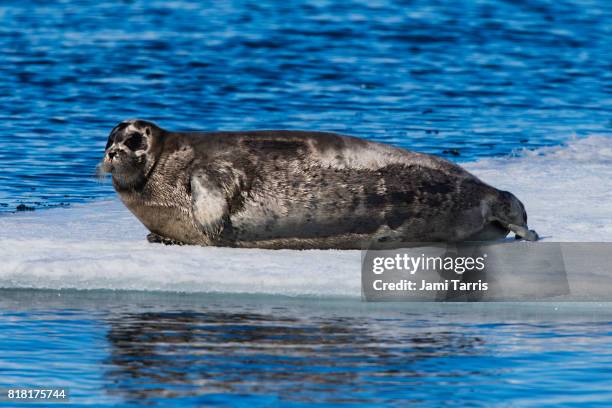 a bearded seal pup laying on an ice floe - seehundjunges stock-fotos und bilder