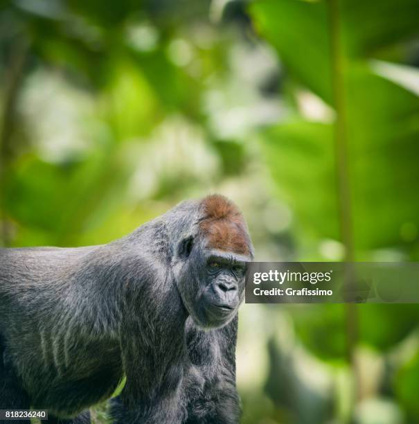 western lowland gorilla standing and looking at camera in rainforest - gorilla stock pictures, royalty-free photos & images