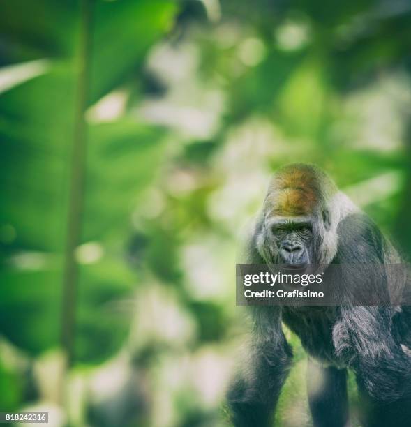 westelijke laaglandgorilla staande en kijken naar de camera in het regenwoud - western lowland gorilla stockfoto's en -beelden