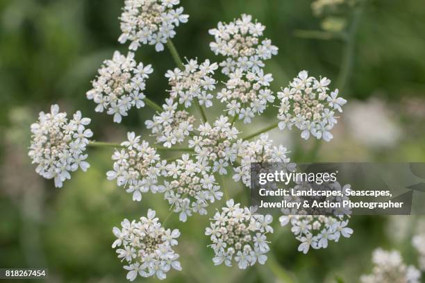 cow parsley - cow parsley stockfoto's en -beelden