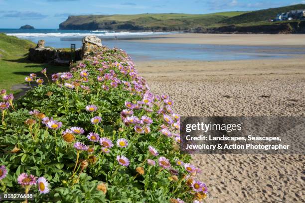 sea pinks growing beside a beach - polzeath stock pictures, royalty-free photos & images