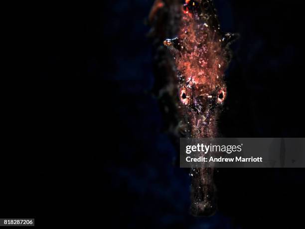 face to face with a seahorse in darkness - anilao stock pictures, royalty-free photos & images