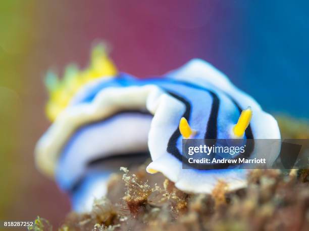 chromodoris nudibranch with rainbow background - anilao stock pictures, royalty-free photos & images