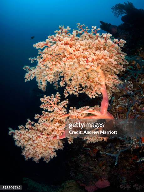 pink and orange coral in full bloom - anilao stock pictures, royalty-free photos & images