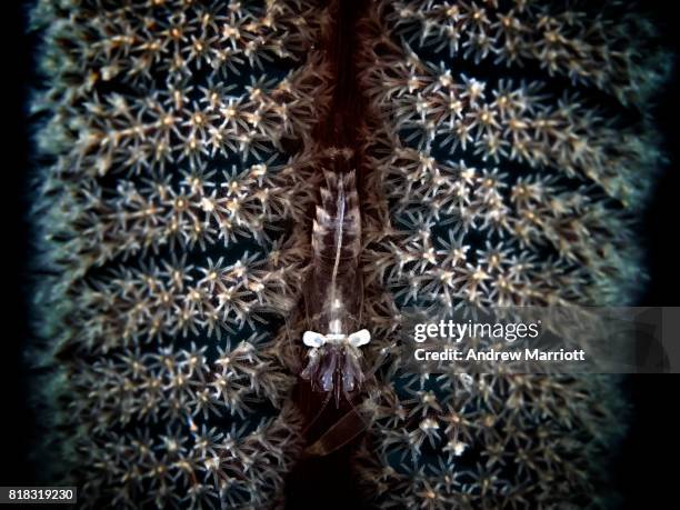 transparent shrimp on sea pen - sea pen stock-fotos und bilder