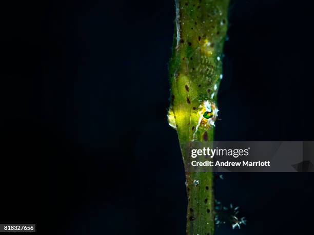 green robust ghost pipefish face - robust ghost pipefish stock pictures, royalty-free photos & images