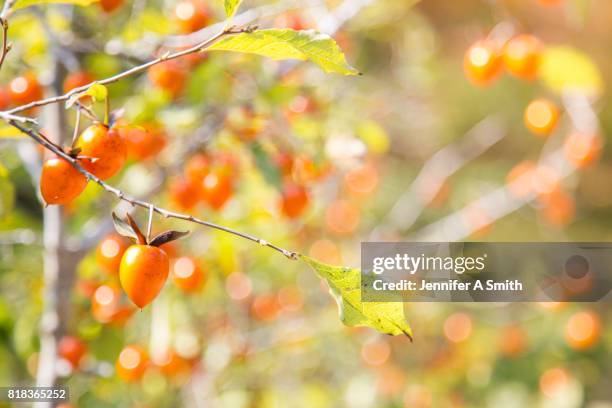 japanese persimmon - amerikanische kakipflaume stock-fotos und bilder