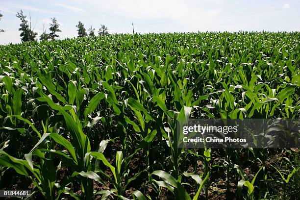 Sun shines on a corn field on July 7, 2008 in Nongan County of Jilin Province, China. China's State Council has approved on July 2 Jilin Province's...