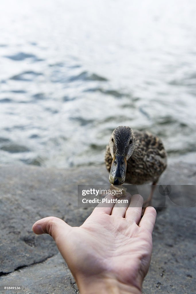 A man feeding a duck Sweden.