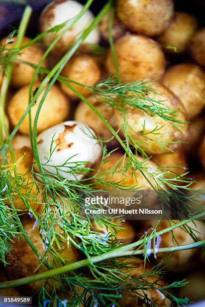 fresh potatoes close-up. - nieuwe aardappel stockfoto's en -beelden