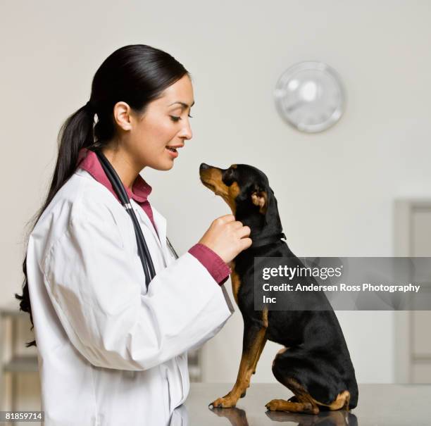 hispanic female veterinarian petting dog - veterinario imagens e fotografias de stock