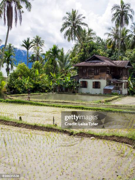 Rice paddies by the shores of Lake Maninjau, a volcanic crater lake in West Sumatra, Indonesia.
