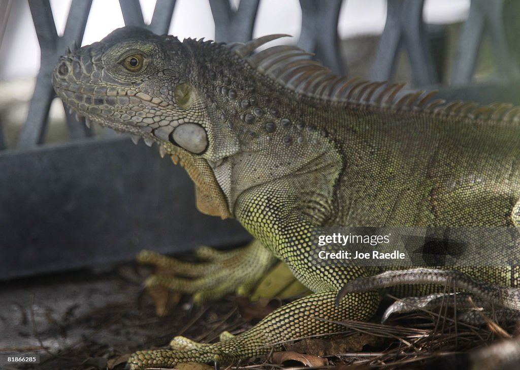 Florida Fish And Wildlife Commission Tries To Curb Iguana Population