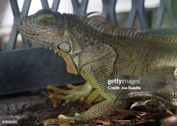 An Iguana is seen July 8, 2008 in Hollywood, Florida. Because of the rapid spread of the lizards in the South Florida area some county commissioners...