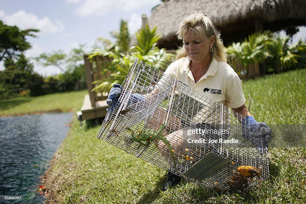 Florida Fish And Wildlife Commission Tries To Curb Iguana Population