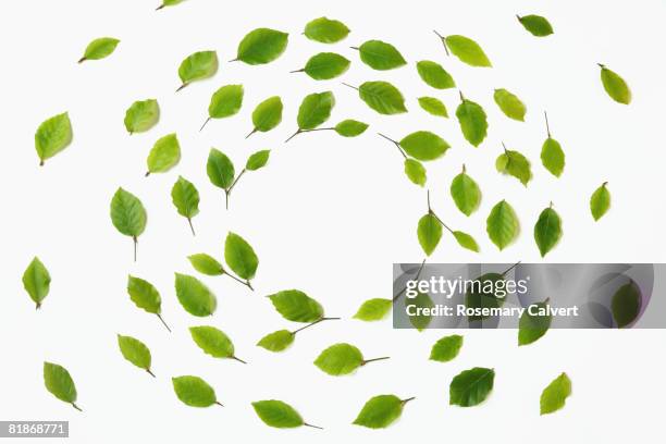 whirl of beech leaves on a white background - green leaf studio shot stock pictures, royalty-free photos & images