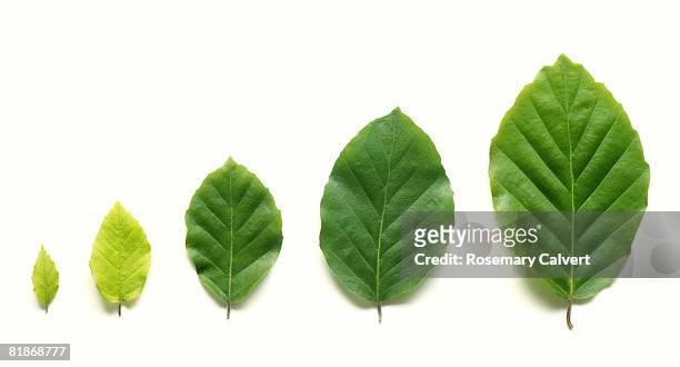 row of five beech leaves in increasing size. - beech trees stock-fotos und bilder