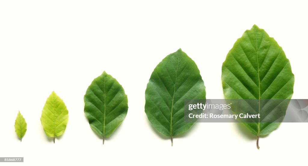 Row of five beech leaves in increasing size.