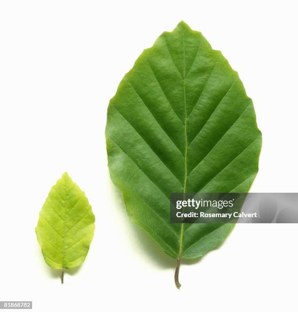 young pale green beech leaf beside mature beech leaf. - kleine boom stockfoto's en -beelden