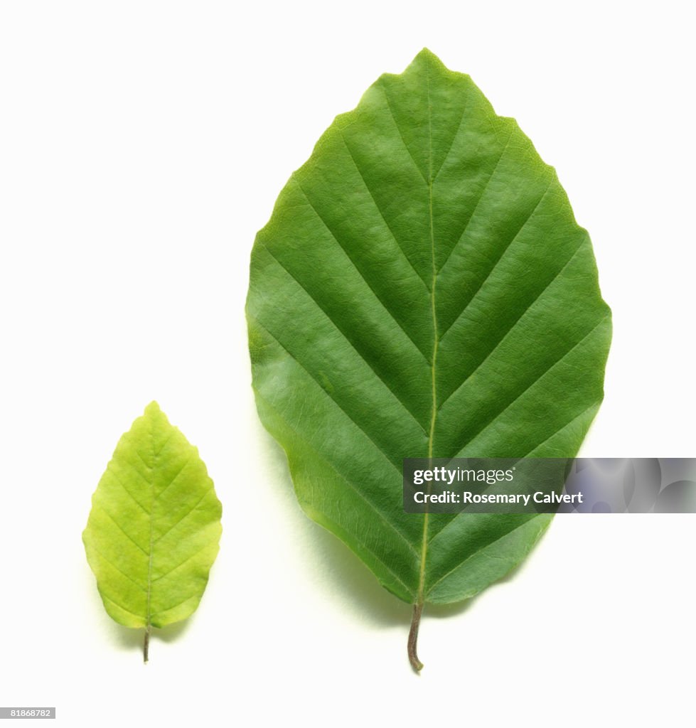 Young pale green beech leaf beside mature beech leaf.