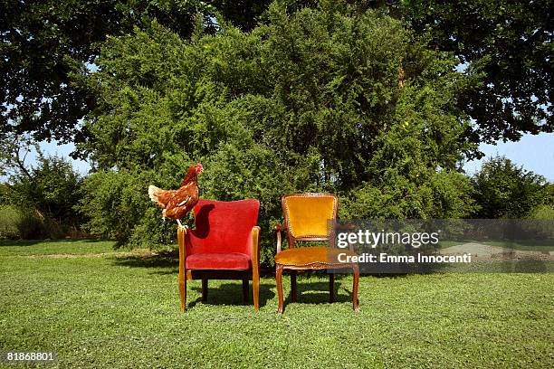 chicken on theatre chairs in open field - comic theater stock pictures, royalty-free photos & images