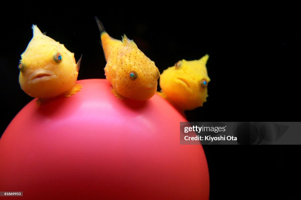 Balloon Lumpfish Displayed In Tokyo