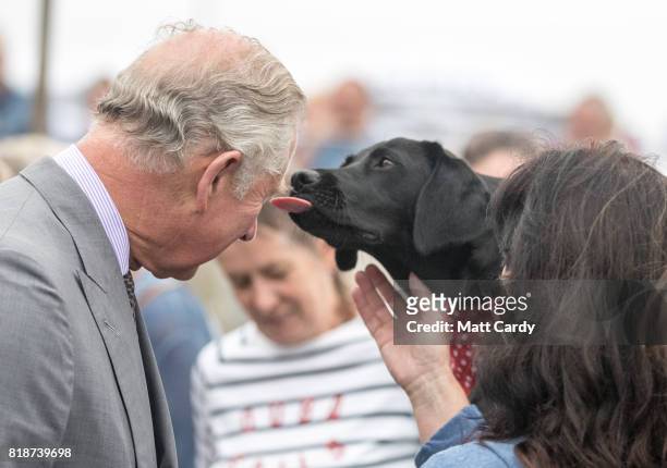 Prince Charles, Prince of Wales is greeted by Bella, a black Labrador puppy owned by David and Alison Evans from Doncaster who on holiday in Cornwall...