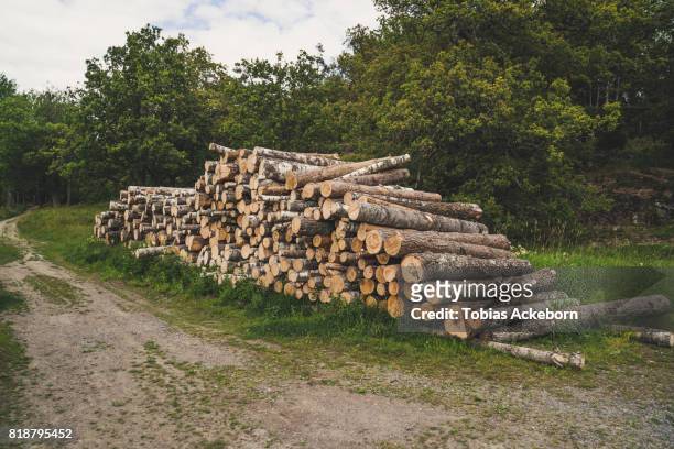 stacked timber logs - gevelde boom stockfoto's en -beelden