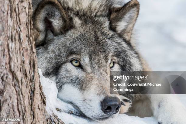 gray wolf resting in the snow - michael wolf - fotografias e filmes do acervo