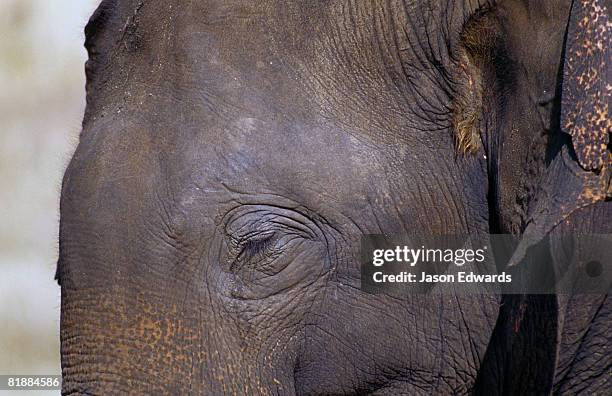 udawalawe national park, sri lanka. - elephant-sleeping stock pictures, royalty-free photos & images