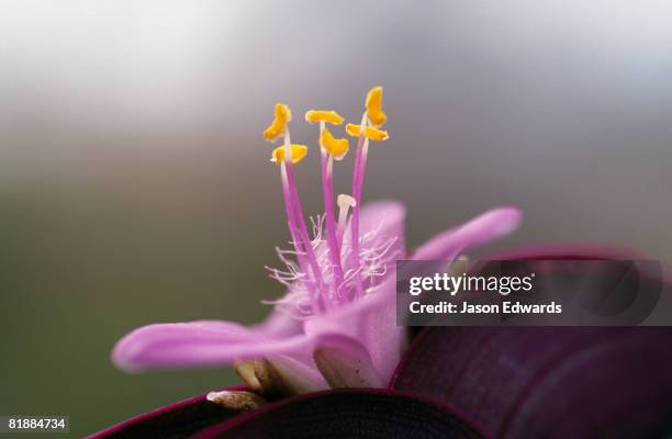 tororo, uganda. - stamen stock pictures, royalty-free photos & images