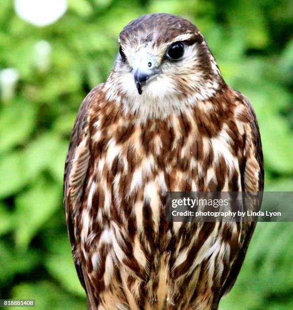 455 Merlin Bird Stock Photos, High-Res Pictures, and Images - Getty Images