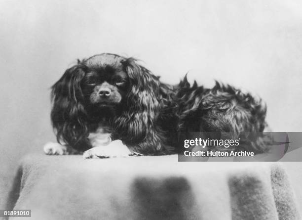 Calotype Result Example 821 Calotype Photos & High Res Pictures - Getty Images
