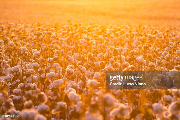 cotton field backlighted by sunset - wattenbol stockfoto's en -beelden