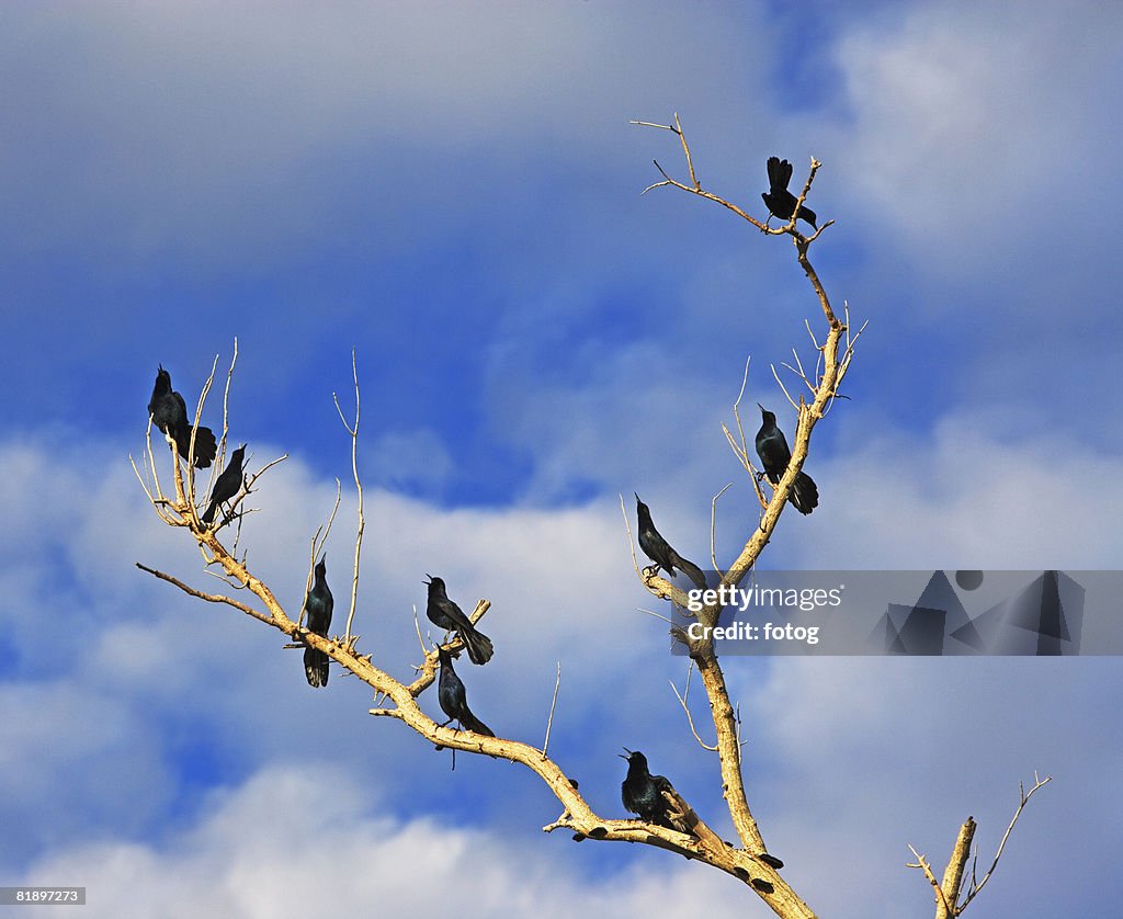 Birds on old tree branches