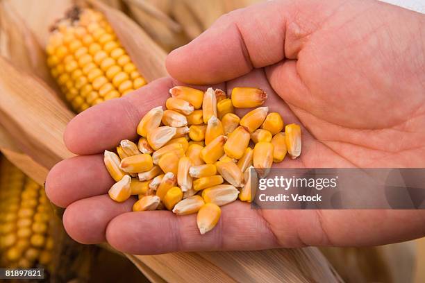 close up of corn kernels in man?s hand - トウモロコシの粒 ストックフォトと画像