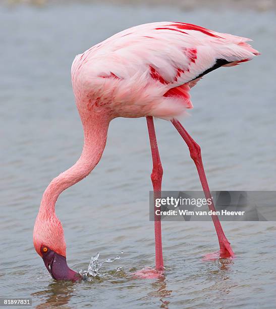 close up of lesser flamingo, namibia, africa - flamingo stock pictures, royalty-free photos & images