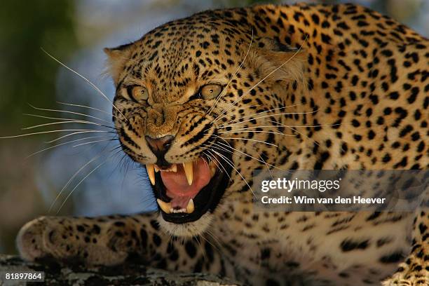 leopard growling, greater kruger national park, south africa - animals attacking stock pictures, royalty-free photos & images