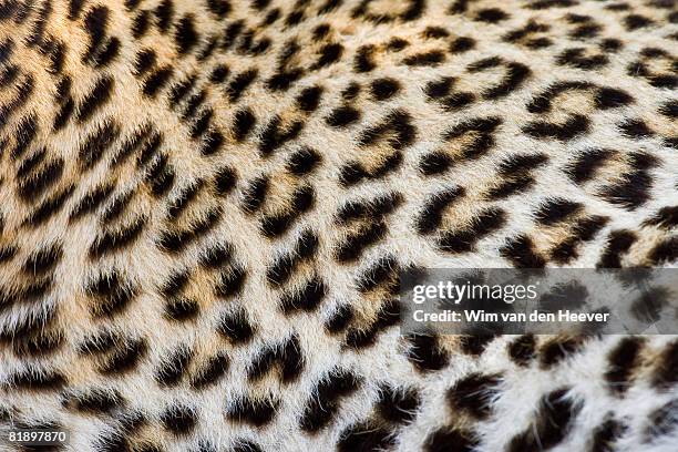 close up of leopard, greater kruger national park, south africa - un seul animal photos et images de collection