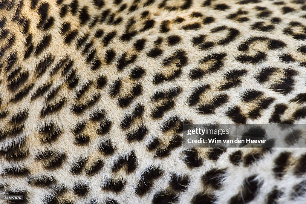 Close up of Leopard, Greater Kruger National Park, South Africa