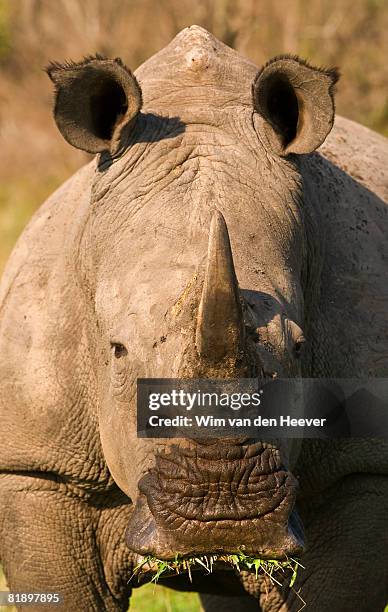 close up of white rhinoceros, greater kruger national park, south africa - rinoceronte fotografías e imágenes de stock
