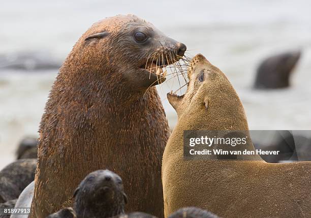 parents and baby seals, south african fur seal, namibia, africa - animal mouth stock pictures, royalty-free photos & images