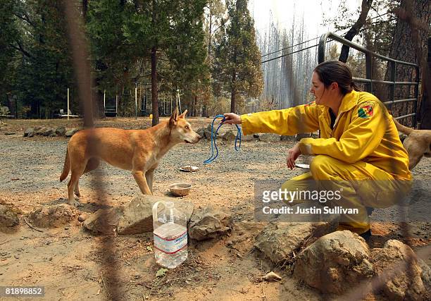Butte County Animal Control officer attempts to capture an abandoned dog July 10, 2008 in Concow, California. Firefighters continue to battle the...
