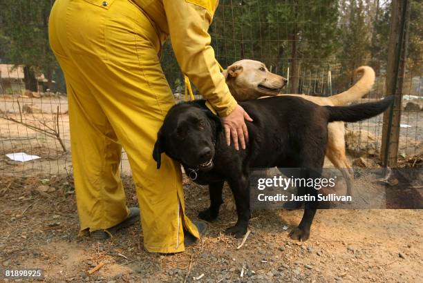 Sacramento County Animal Control officer pets two abandoned dogs that they recovered from a yard July 10, 2008 in Concow, California. Firefighters...