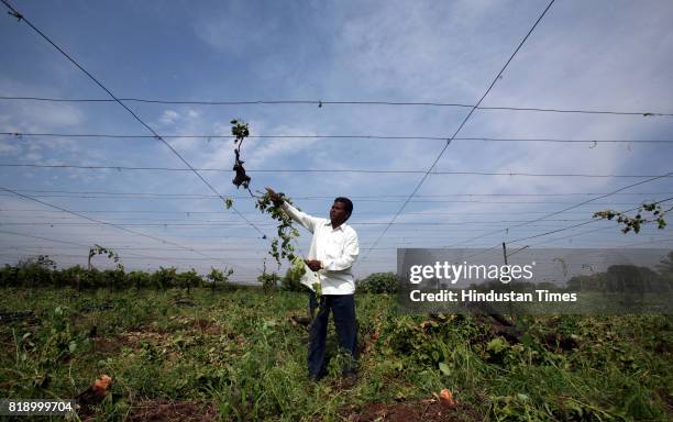 Unseasonal Rain - Grapes - Farmer - Ramkrishna Darale of Nashik district pulls down his grape farm damaged by late monsoon and unseasonal rain this...