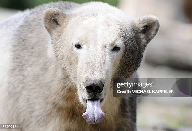 World famous polar bear Knut sticks out his tongue as he sits in his enclosure at the zoo in Berlin on July 11, 2008. The bear, born 05 December 2006...