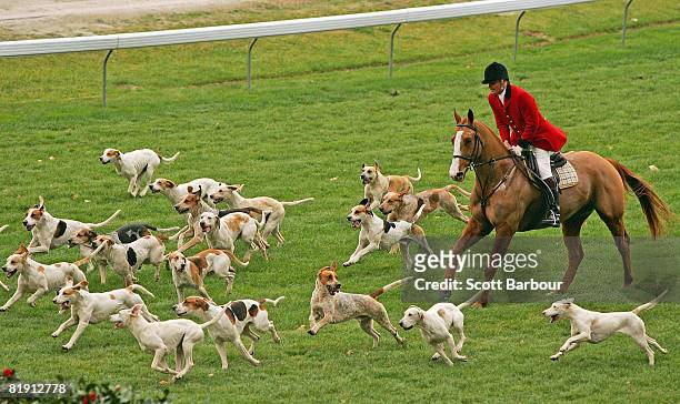Huntsman and his hounds run on the racetrack in between races during the Dominant Macdonald Steeplechase Day meeting at Moonee Valley Race Course on...
