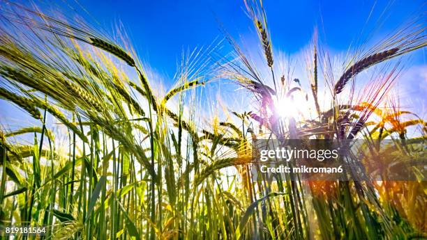 sunny barley fields & mountains in county tipperary,ireland. - barley stock-fotos und bilder