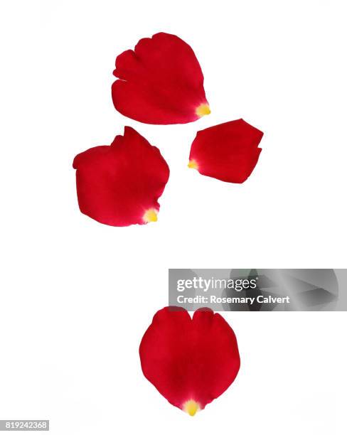 tumbling fragrant red rose petals on white. - rose petal stock pictures, royalty-free photos & images