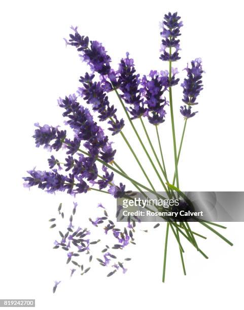 fragrant lavender flowers in bunch on white. - lavender coloured stock pictures, royalty-free photos & images